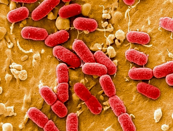 Viruze uzrokuje prostatitis